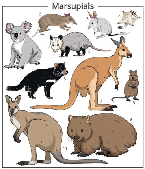 types of marsupials pictures.